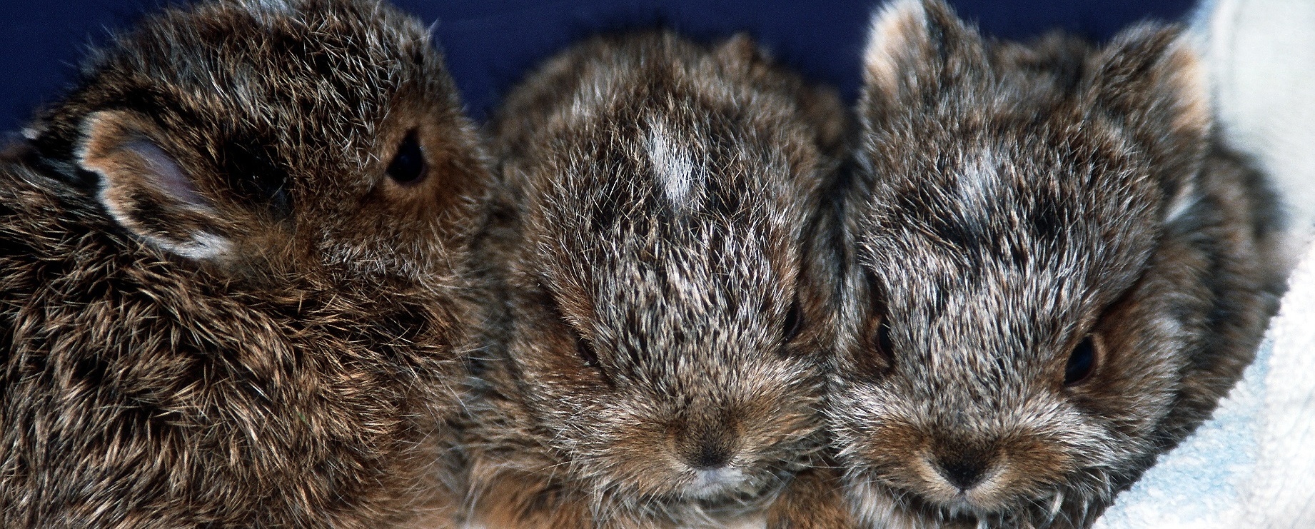 May 23rd Kids Storytime at Acadia Wildlife Center