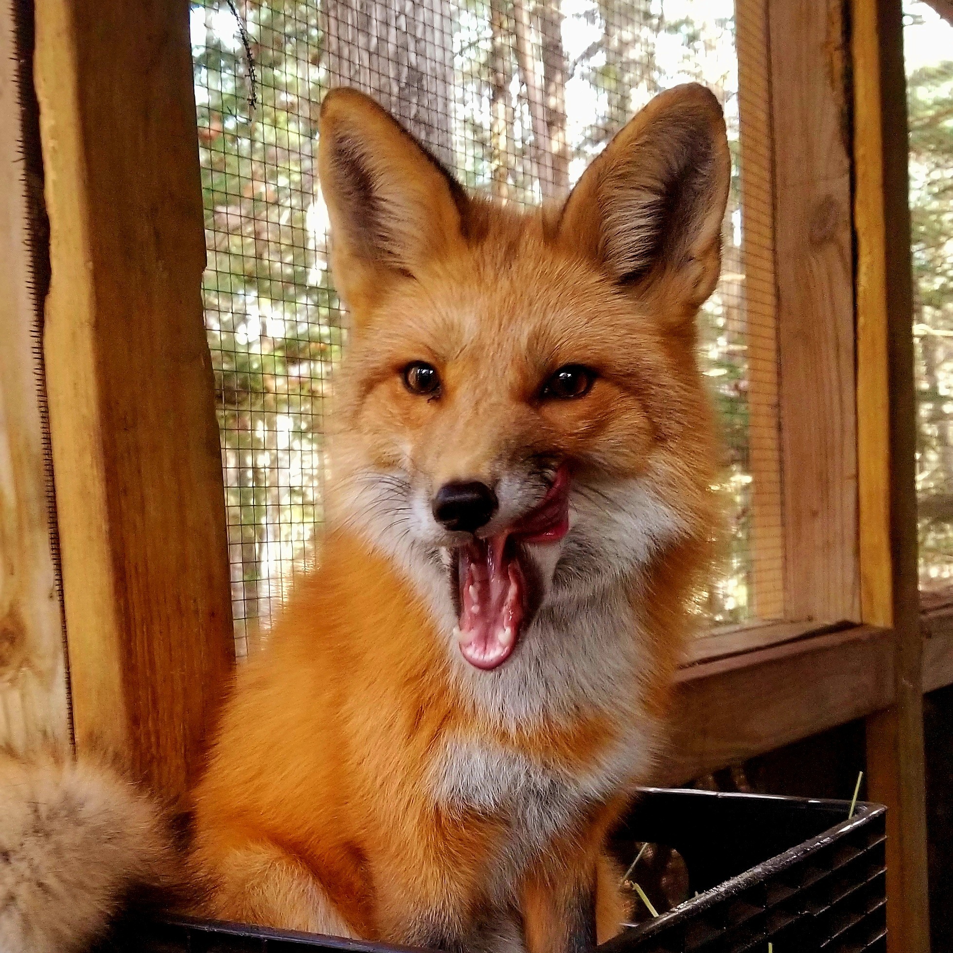May 23rd Education Program at Acadia Wildlife Center - logo